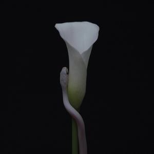 Animals As Leaders Parrhesia (Opaque Baby Pink Vin...