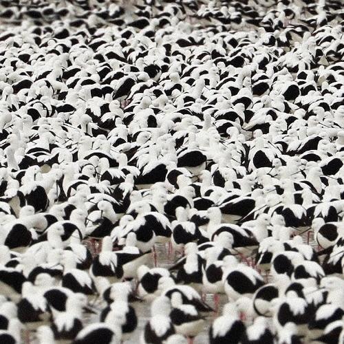 Stella Donnelly FLOOD＜日本限定カラー盤(クリアー・レッド)＞ LP