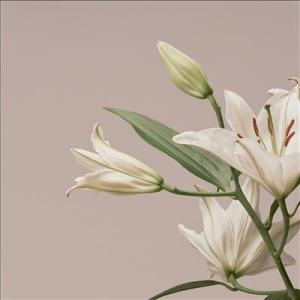 Imminence Turn The Light On: Acoustic Reimaginatio...