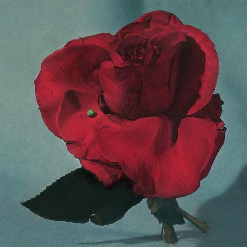 Metz UP ON GRAVITY HILL LP