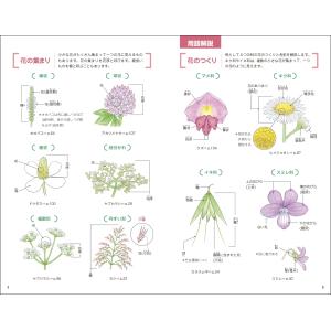 岩槻秀明 おいしく食べられる 身近な野草・雑草...の詳細画像2