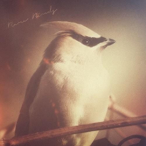 Ben Sadock Rare Birds CD