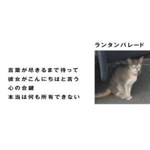 Lantern Parade 言葉が尽きるまで待って 7inch Single