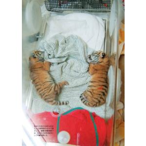 釧路市動物園 新版 タイガとココア 障がいをも...の詳細画像1