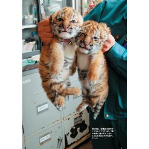 釧路市動物園 新版 タイガとココア 障がいをも...の詳細画像2