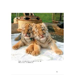 釧路市動物園 新版 タイガとココア 障がいをも...の詳細画像3
