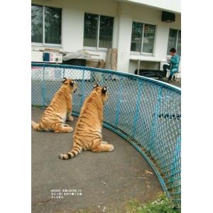 釧路市動物園 新版 タイガとココア 障がいをも...の詳細画像4