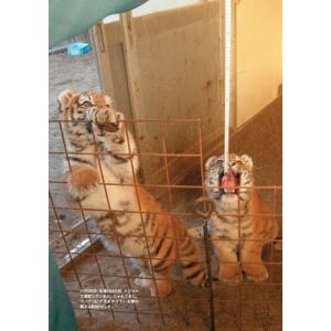釧路市動物園 新版 タイガとココア 障がいをも...の詳細画像5
