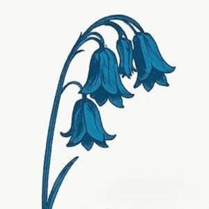The Bluebells This Is The Bluebells ＜Bluebell Blue...