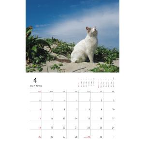岩合光昭 2027 岩合光昭 ねこ 壁掛けカレ...の詳細画像2