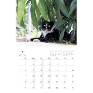 岩合光昭 2027 岩合光昭 ねこ 壁掛けカレ...の詳細画像3