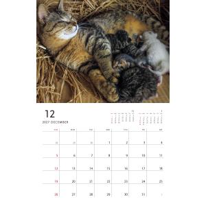 岩合光昭 2027 岩合光昭 ねこ 壁掛けカレ...の詳細画像4