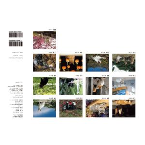 岩合光昭 2027 岩合光昭 ねこ 壁掛けカレ...の詳細画像5