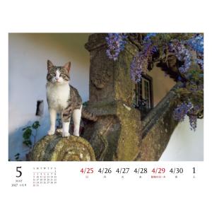 岩合光昭 2027 岩合光昭 ねこ 卓上週めく...の詳細画像2