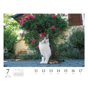 岩合光昭 2027 岩合光昭 ねこ 卓上週めく...の詳細画像3