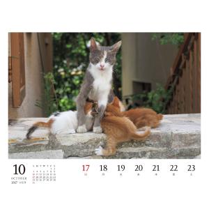 岩合光昭 2027 岩合光昭 ねこ 卓上週めく...の詳細画像4