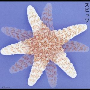 MUD (KANDYTOWN) / Burning Sugar LP レコード □UV3409 : スリフト