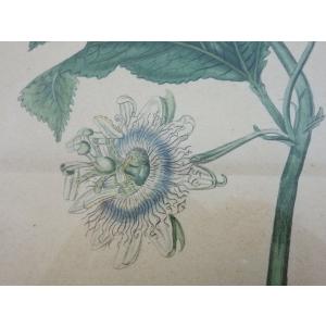 送料無料 ◆ 絵画 ボタニカルアート 銅版画 ...の詳細画像2