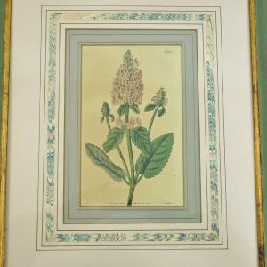 送料無料 ◆ 絵画 ボタニカルアート 銅版画 ...の詳細画像4