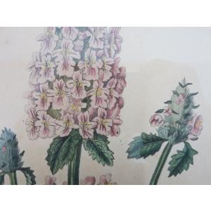 送料無料 ◆ 絵画 ボタニカルアート 銅版画 ...の詳細画像5