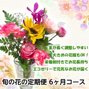 花束 切花 花種類 アマリリス 生花 花 ガーデニング 通販 Yahoo ショッピング