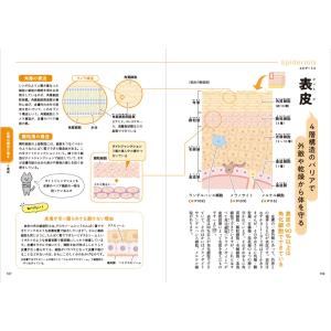 一生役立つ きちんとわかる皮膚科学 しくみ・ト...の詳細画像3