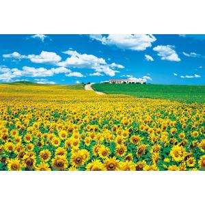 ジグソーパズル EPO-23-555　風景　陽光に広がるひまわり畑-スペイン　2016ピース  ［CP-NEW］