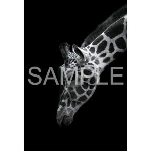 ジグソーパズル The Zoological Garden 〜言葉のない対話〜 キリン  300ピー...