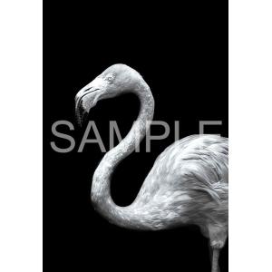 ジグソーパズル The Zoological Garden 〜言葉のない対話〜 フラミンゴ  300...