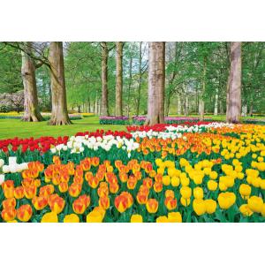 ジグソーパズル EPO-79-368 風景 チューリップ咲くキューケンホフ公園 −オランダ 450ピース