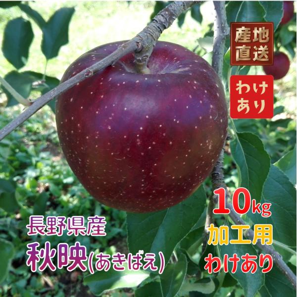 約10kg 秋映 加工用 わけあり
