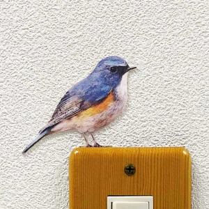 鳥 ウォールステッカー「BIRD L IFE Color バードライフ カラー （ルリビタキ 右向き）」スイッチ ステッカー