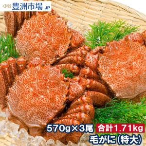 特大 毛ガニ 毛蟹 浜茹で毛がに姿(平均570g前後×3尾 ボイル 冷凍 北海道産 最高級 堅蟹)｜toyosushijou