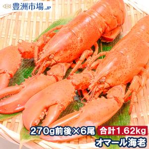 オマール海老 ロブスター 6尾 (BBQ バーベキュー) (えび 海老 エビ)｜toyosushijou