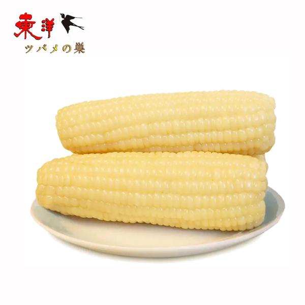 静安白糯玉米【10点】モチとうもろこし 軸付き糯玉米 1本x10点