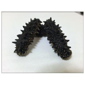 甲羅組 北海道産 乾燥 なまこ 100g Mサイズ 高級品 贈答品 プレゼント