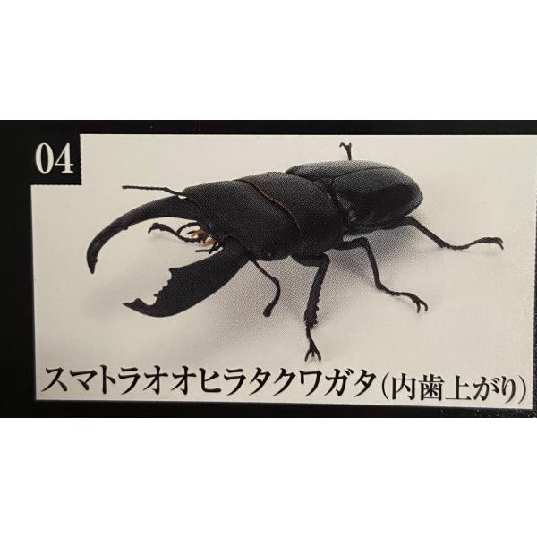 くわがた10 スマトラオオヒラタクワガタ(内歯上がり)単品 いきもの大図鑑