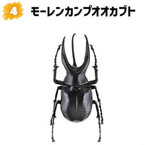 昆虫ハンター カブトムシ×クワガタ 2023 [4.モーレンカンプオオカブト]【 ネコポス不可 】｜toysanta