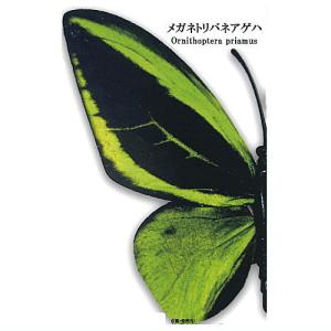 世界の蝶リアルマグネットコレクションVol.1 [5.メガネトリバネアゲハ]【ネコポス配送対応】【C】｜toysanta