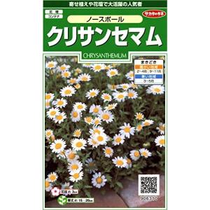 サカタのタネ 実咲花6310 クリサンセマムノースポール 00906310