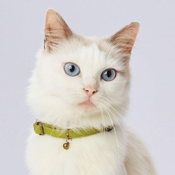 ペティオ (Petio) 首輪 necoco ネココ キャットカラー グリーン 猫