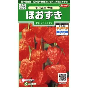 ホオズキ 花 花 ガーデニング の商品一覧 通販 Yahoo ショッピング