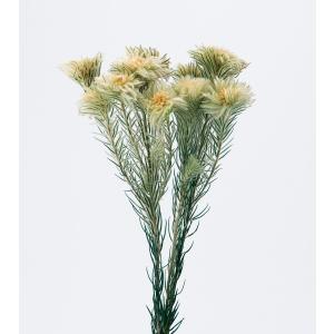 フィリカ 花の商品一覧 通販 Yahoo ショッピング