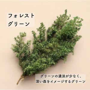 【プリザーブドフラワー】大地農園/ソフトヒムロ...の詳細画像1