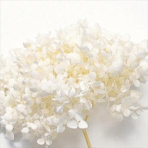 【プリザーブド】大地農園/ソフトアナベル・ヘッド...の商品画像