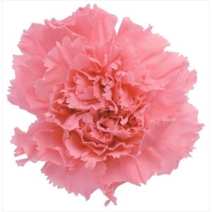 【プリザーブド】大地農園/カーネーション/8輪/エンジェルピンク/02380-161