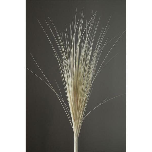 【ドライ】大地農園/レインボーグラス 約50g オフホワイト/03930-011