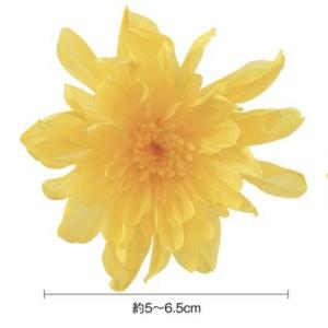 【プリザーブドフラワー】大地農園/ことね菊/6...の詳細画像1