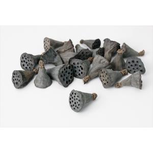 【ドライ】大地農園/ミニハス・約2cm・N/約20個/22420-000