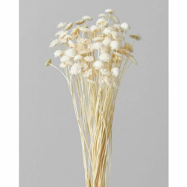 【ドライ】大地農園/マルガリータ/1束/約25ｇ/約80本/白/30020-011